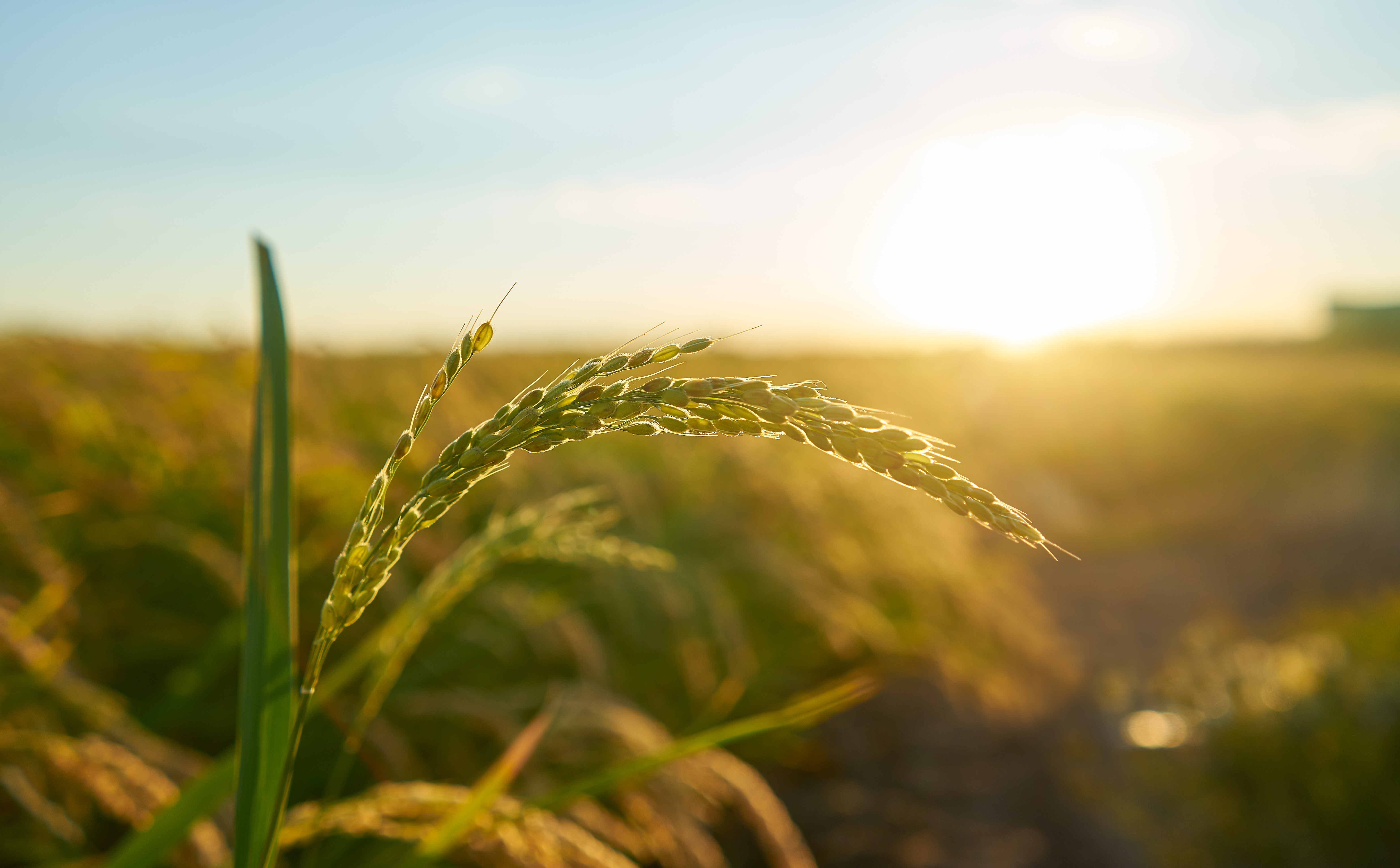 Agricoltore nel campo